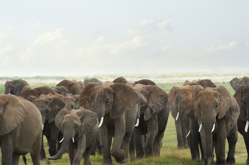 African Elephants and poaching