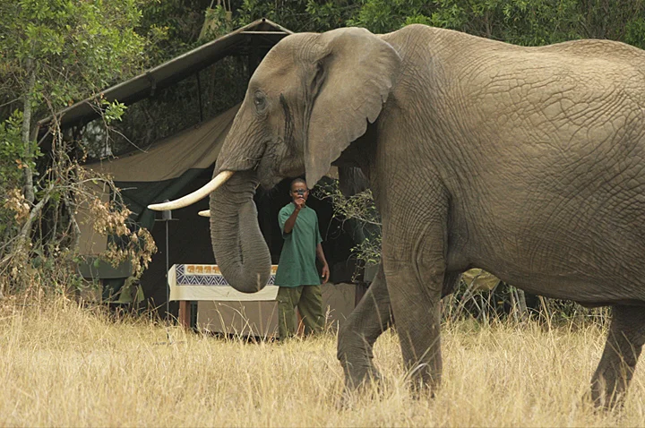 Ele tent masai mara.JPG